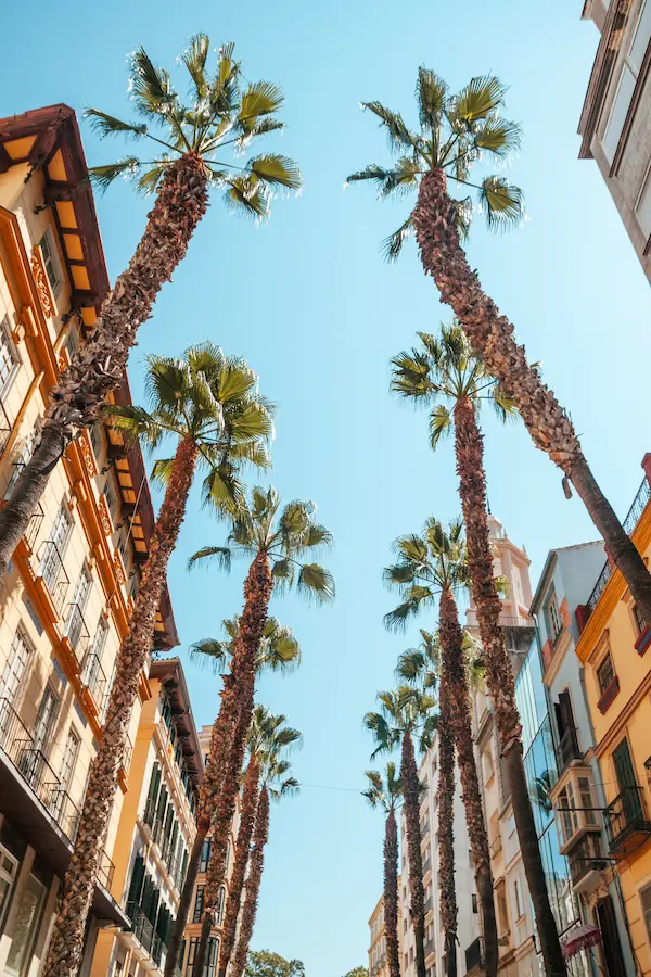 Palm-lined street in Alicante city center, a favorite spot for cruise passengers exploring the historic old town